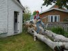 cut tree2H.jpg