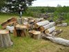 cut tree2L.jpg