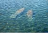 Manatee_in_the_Manatee_Springs_.jpg