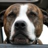 fawndog