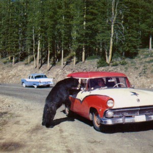 Yogi Bear With 56 Ford